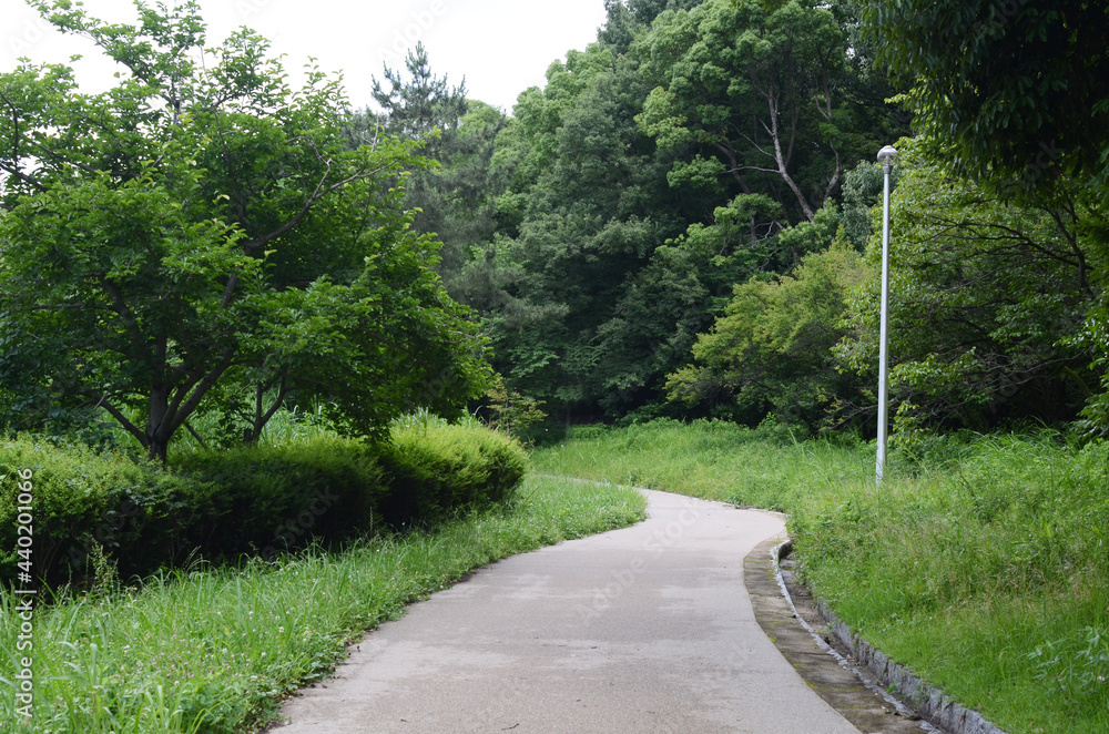 緑が豊かな誰もいない遊歩道の風景 緑が豊かな誰もいない遊歩道の風景