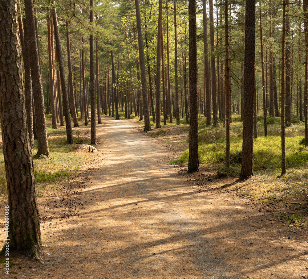 Obraz premium forest path