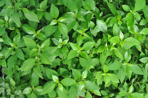 green leaves background