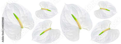 Floral pattern. Banner beautiful anthurium flower
