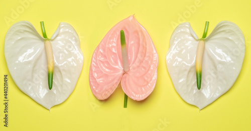 White and pink flower in the shape of a heart on a yellow background.