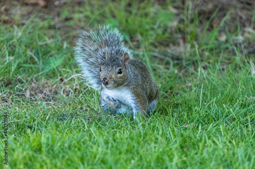 close up of one cute grey squirrel sitting on green grasses with one arm holding close to the white chest