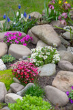 Beautiful colorful spring rock garden, blooming flowers
