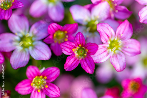 Beautiful spring flowers of Saxifraga    arendsii blooming in the garden  close up