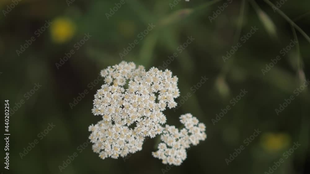 White Yarro. Achilles millefolios. Wild flowers Close-up of the tiny flowers of a white yarro wildflower on a blurred green background White Yarro. Achilles millefolios. Wild flowers Close-up of the tiny flowers of a white yarro wildflower on a blurred green background
