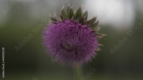 Blurred pink Blessed milk thistle flower, close up. Silybum Marianum flower under the wind. beetle on a thistle flower