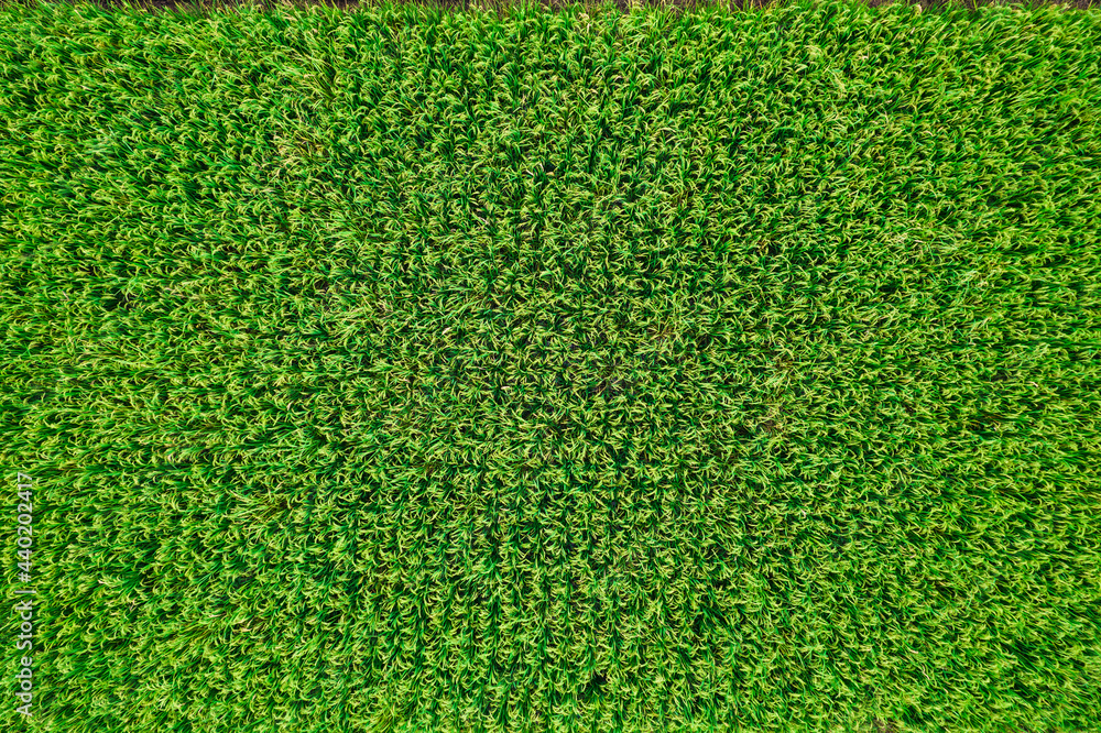 Aerial photos of rice fields Aerial photos of rice fields