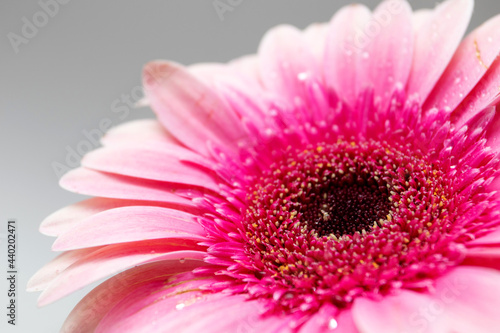 Beautiful blooming pink gerbera flower with water drops on white background.
