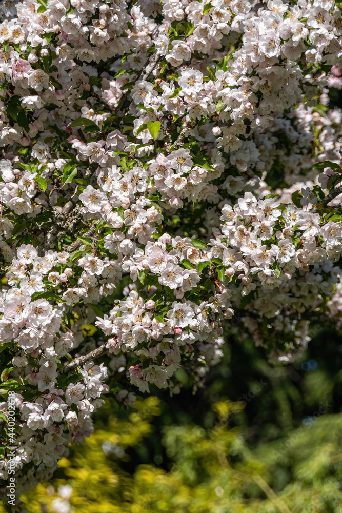 beautiful dense pink cherry flowers blooming on the branches on a sunny day in the park. beautiful dense pink cherry flowers blooming on the branches on a sunny day in the park.