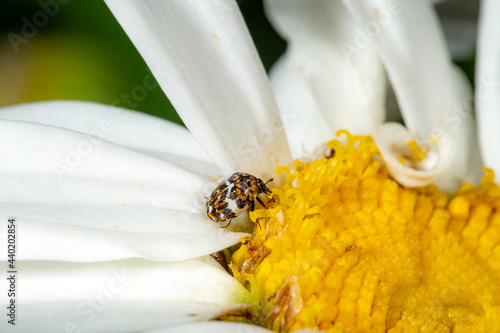 Small colorful carpet beetle Anthrenus scrophulariae on a white daisy flower photo