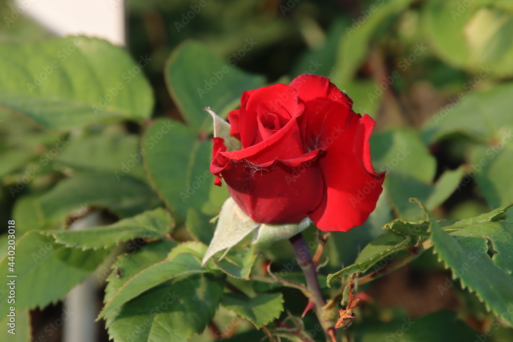 Rose garden Guldemondplantsoen in Boskoop with rose variety Grande Amore