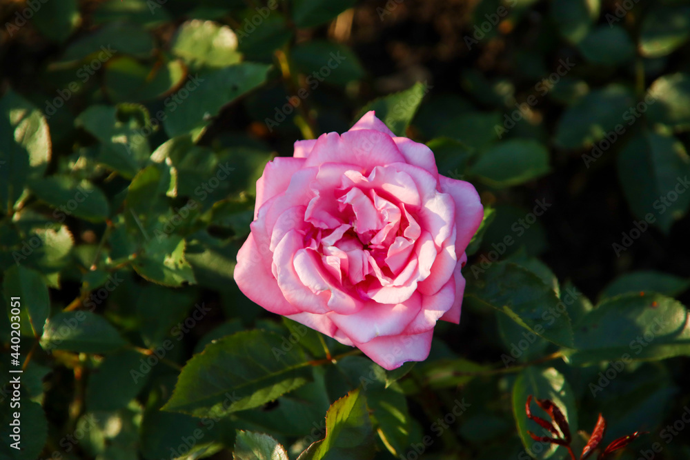 Rose garden Guldemondplantsoen in Boskoop with rose variety Eliza Rose garden Guldemondplantsoen in Boskoop with rose variety Eliza