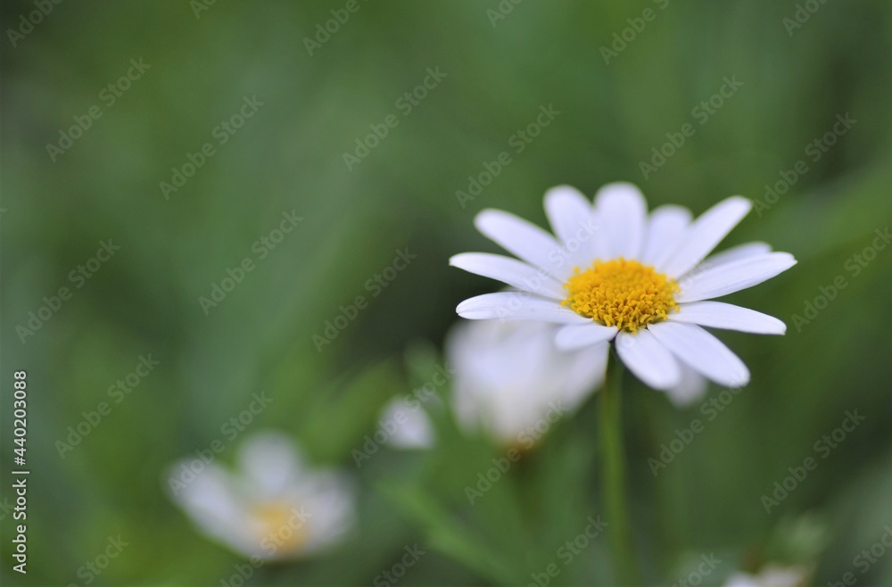 daisy in the garden daisy in the garden