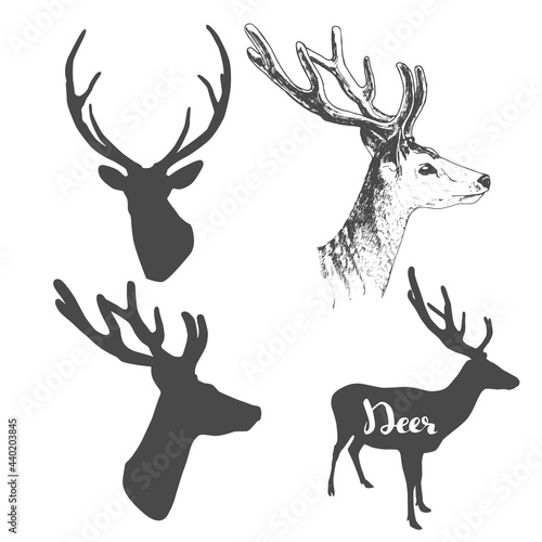 Deer silhouettes set with hand drawn deer head, vector illustration