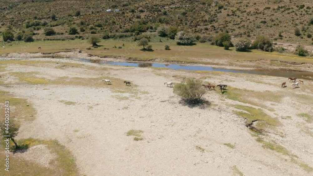 Herd of wild horses walking trough a dried out river during drought period Herd of wild horses walking trough a dried out river during drought period