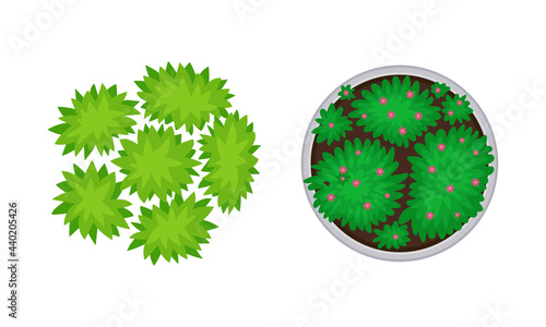 Bush Growth as Landscape Elements Above View Vector Set