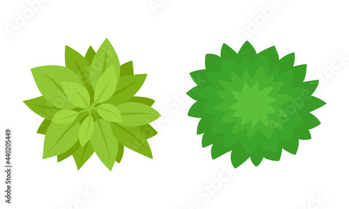 Bush Growth as Landscape Elements Above View Vector Set