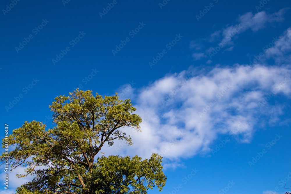 Cloudscapes above the Knysna forest in South Africa Cloudscapes above the Knysna forest in South Africa