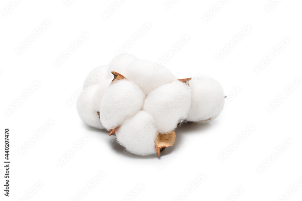 Cotton flower branch isolated on white background. Cotton flower branch isolated on white background.