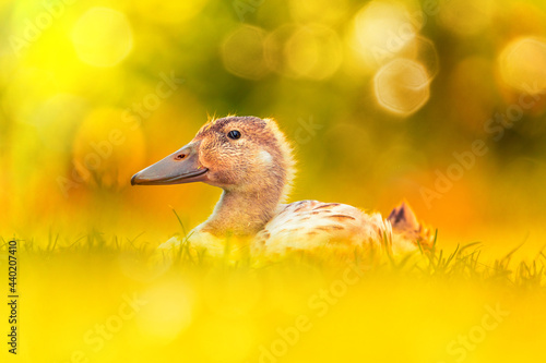 Little duck in the meadow