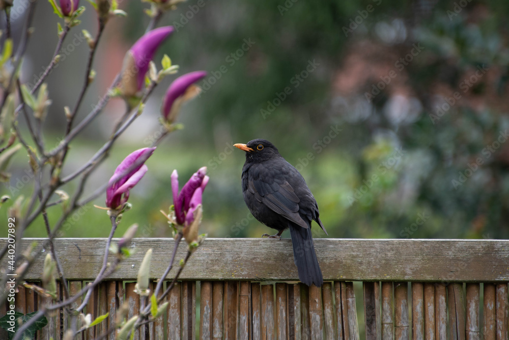 Fototapeta premium Ein Amsel Männchen sitzt auf einem Zaun neben einer Magnolie