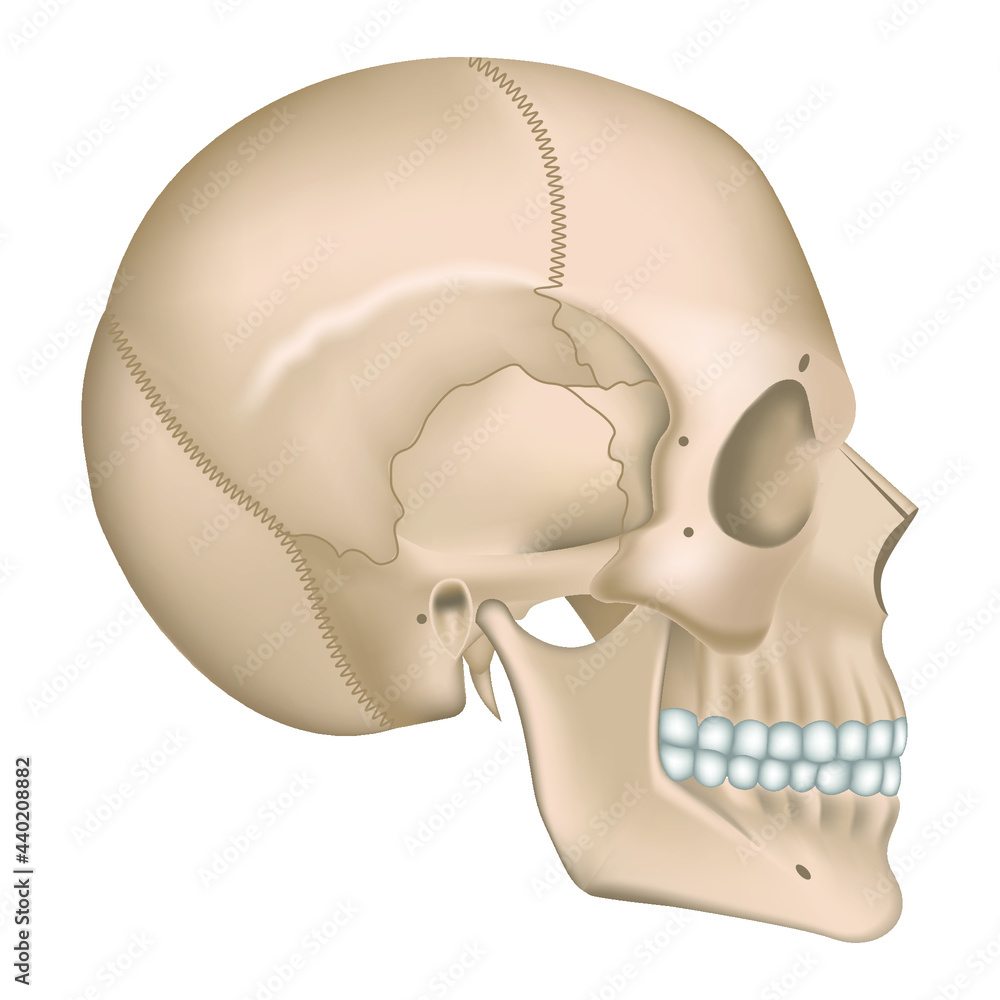 anatomy of the skeleton of the head. Human skull in profile. Vector ...