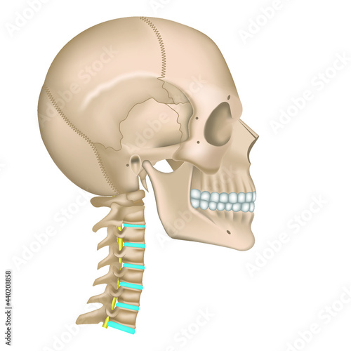 Skull and cervical spine. Head skeleton in profile. Human bones. Vector illustration