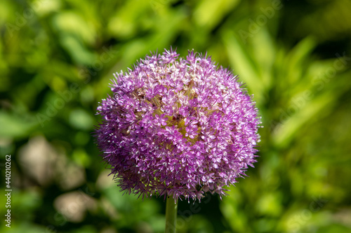 Globemaster allium flowers in full bloom  just before turning to seed