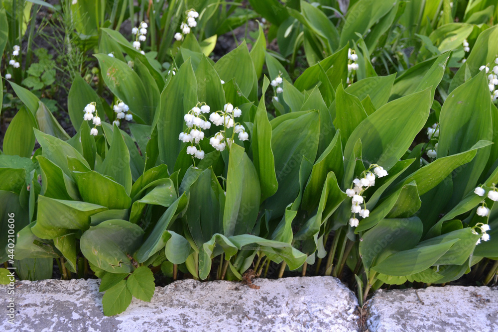 Fototapeta premium White Lily of the Valley (Convallaria majalis). Lily of the valley close-up, detailed bright macro photo. The concept of spring, may, summer. Floral background.