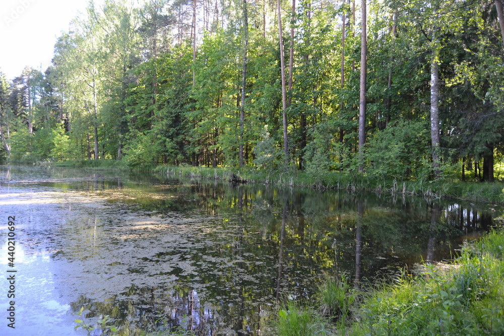 Summer landscape, pond and green trees in the park. Summer landscape, pond and green trees in the park.
