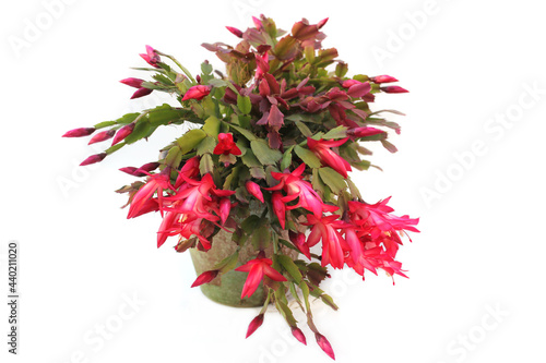 Christmas Cactus With Pink Flowers S. truncata on white background photo