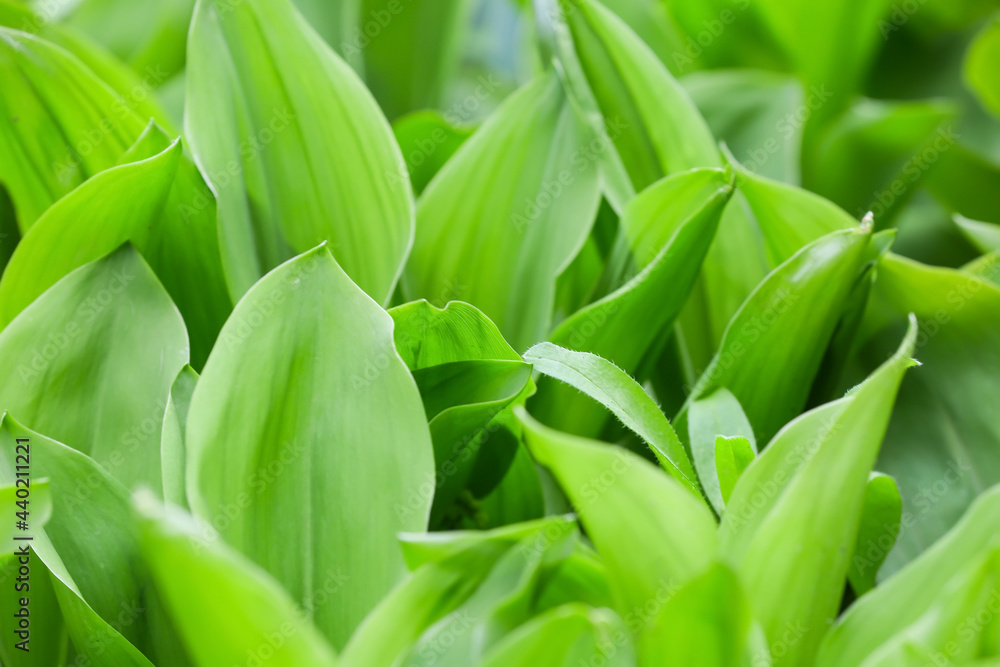 Beautiful lily-of-the-valley growing in garden, closeup Beautiful lily-of-the-valley growing in garden, closeup