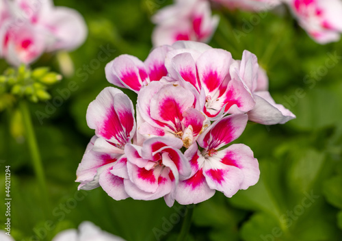 Fototapeta Naklejka Na Ścianę i Meble -  Pelargonium flowers commonly known as geraniums, pelargoniums or storksbills and fresh green leaves in a pot in a garden