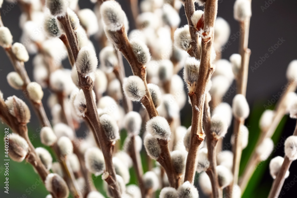 Beautiful willow branches on blurred background, closeup Beautiful willow branches on blurred background, closeup