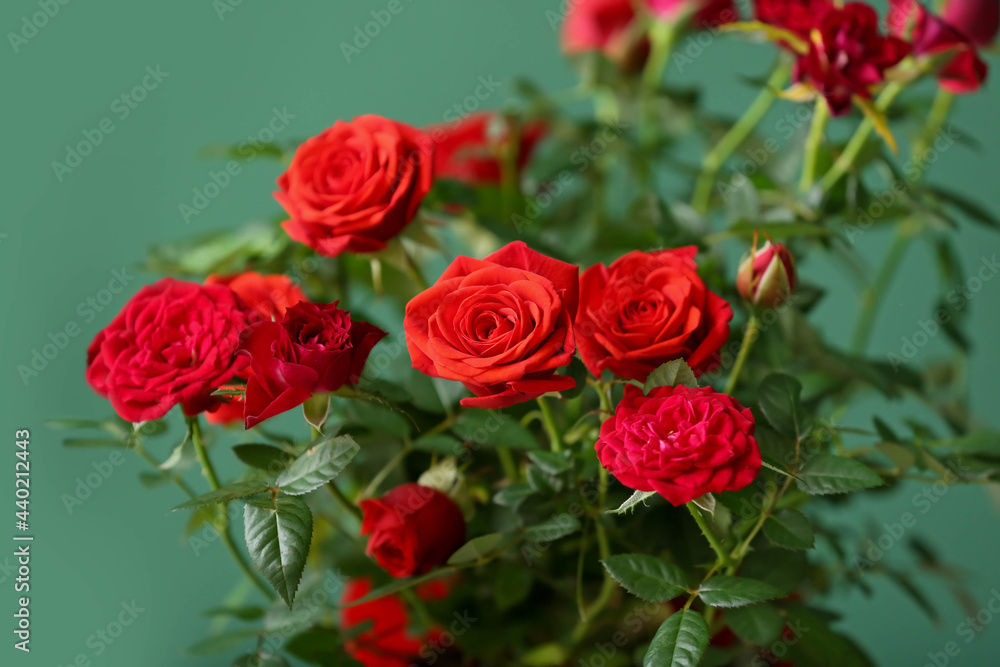 Beautiful red rose in pot near color wall, closeup Beautiful red rose in pot near color wall, closeup