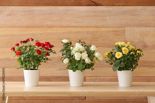 Beautiful roses in pots on table near wooden wall