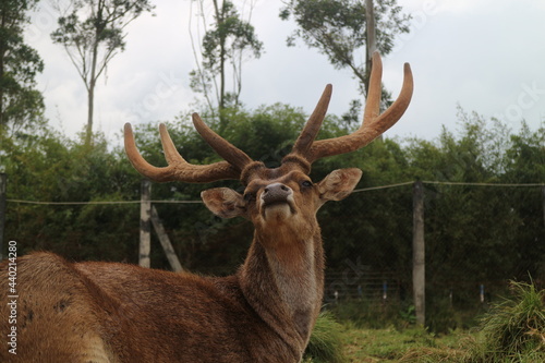 A large and stout brown stag. sunbathing in the morning in a captivity