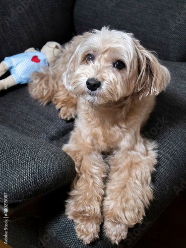 ソファーからじっと見つめるかわいいアプリコットの小型犬【マルプー】 © nozomin