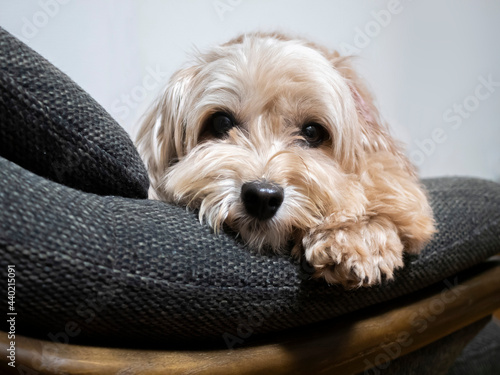 ソファーからじっと見つめるかわいいアプリコットの小型犬【マルプー】