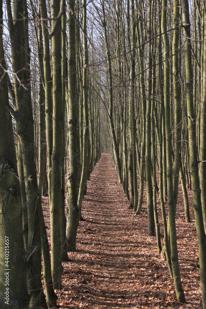 Fototapeta premium path in the forest