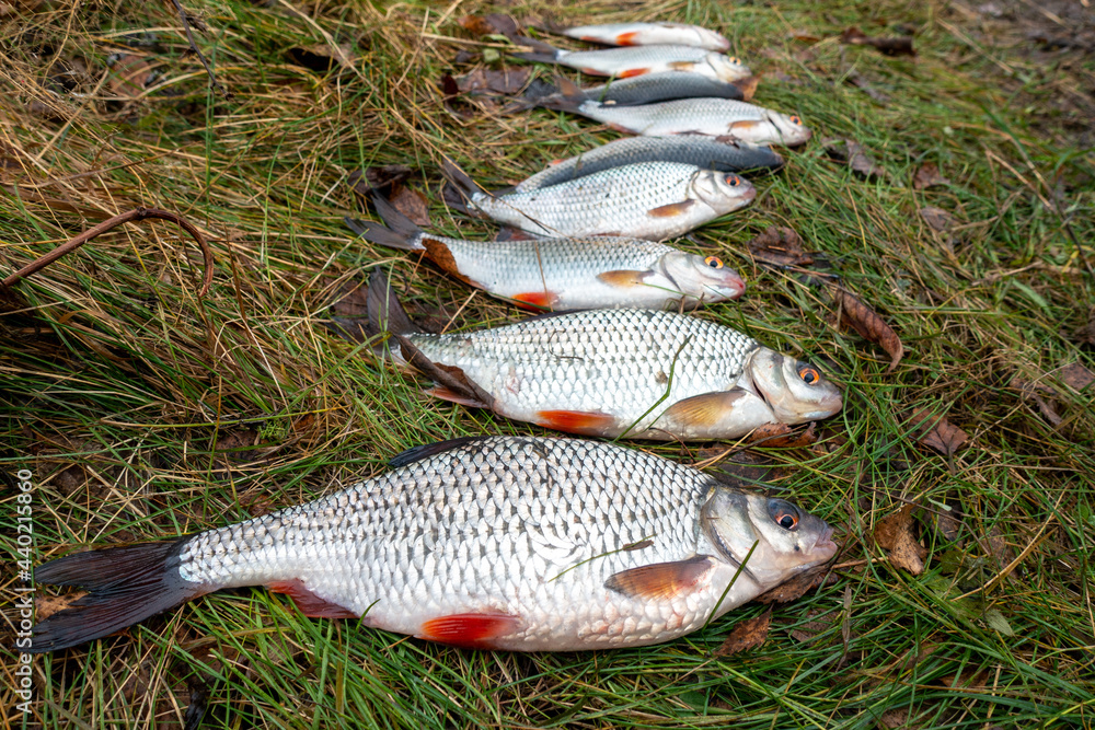 roach fish caught in the fall 
Płocie złowione jesienią - obrazy, fototapety, plakaty 