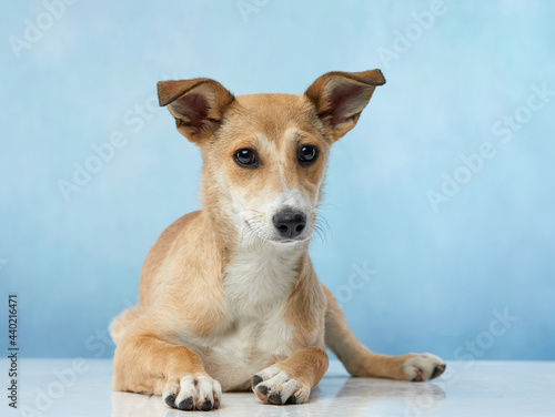 puppy with big beautiful eyes. dog on blue background, mix breed