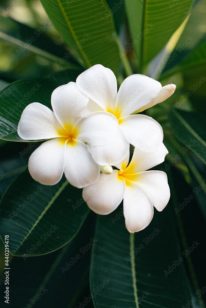 Fototapeta premium White frangipani flowers, large, green leaves, look beautiful.