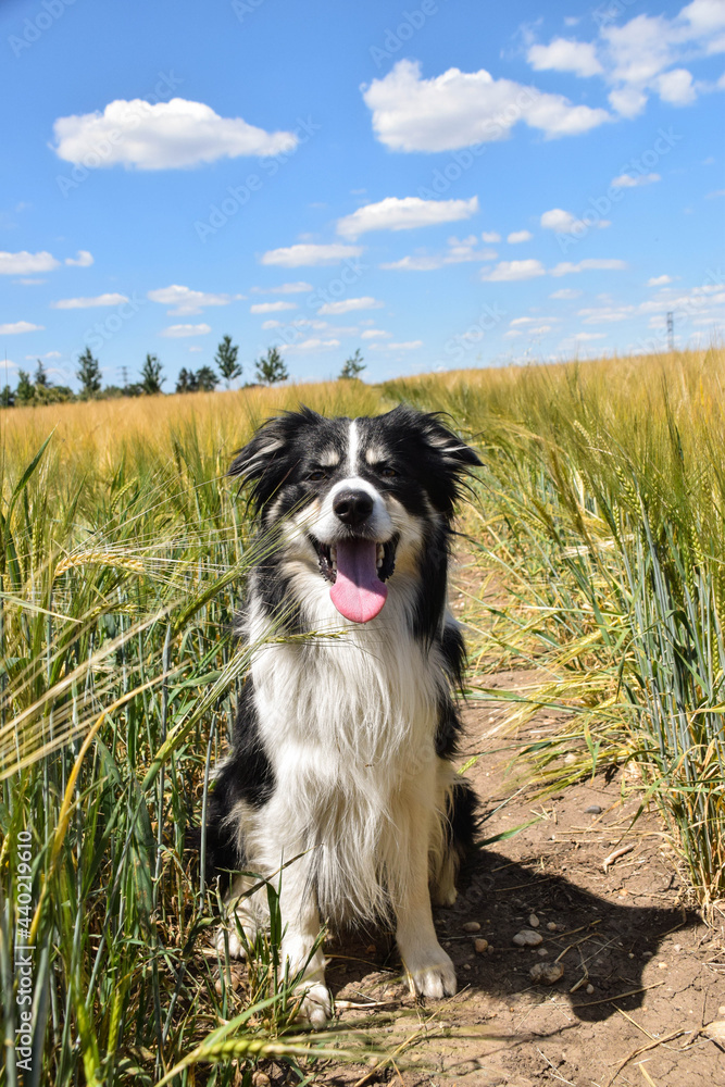 Border collie is sitting in the field.  He is really good boy in sunset light