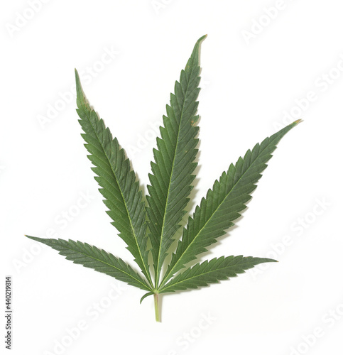 Green Marijuana Hemp Leaf on White Background