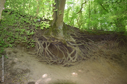 Wolfsschlucht, Laacher See Gebiet photo