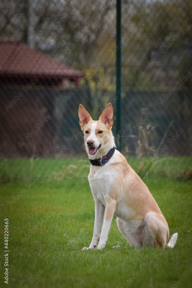 Dog, is running in agility. Amazing evening, Hurdle having private agility training for a sports competition Dog, is running in agility. Amazing evening, Hurdle having private agility training for a sports competition