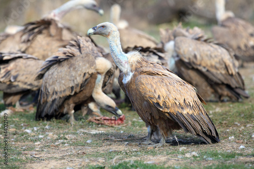 The griffon vulture  Gyps fulvus  a walking from the loot with the other vultures in the background.A large European vulture with a bare white head and a background of feeding other vultures.