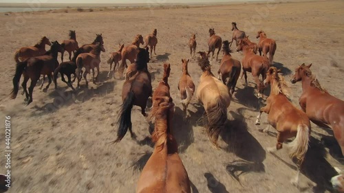 Epic aerial flight among large herd of horses galloping fast across endless dusty steppe field. Overtake strong powerful flock of equine. Horse racing. Freedom, power. Free grazing. Inspiring wildlife
