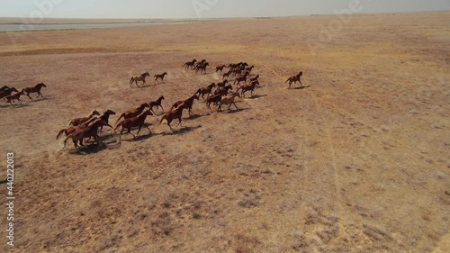 Aerial sideways strong large herd of stallion horses equine are running gallop across endless steppe field. Free wild animals in natural environment. Strength, power, freedom, rebellious. Horizon. 4k
